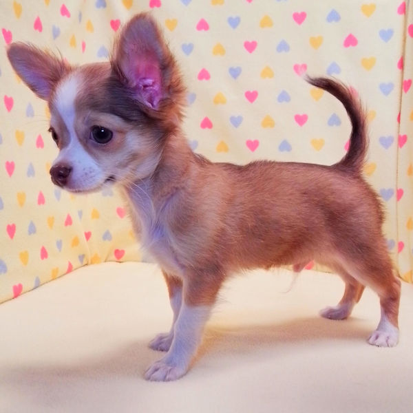 チワワ (ロングコート) - 画像 (4)