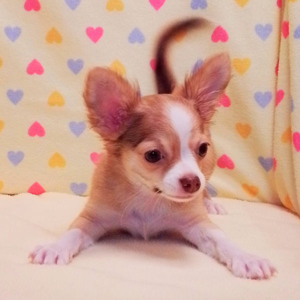 チワワ (ロングコート) - 画像 (5)