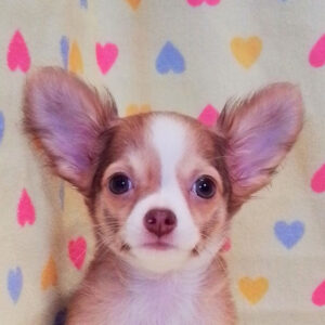 チワワ (ロングコート)