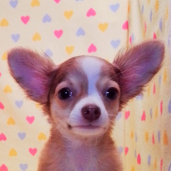 チワワ (ロングコート)