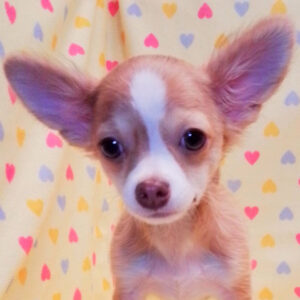 チワワ (ロングコート)