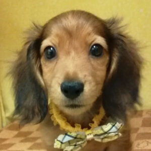 カニーンヘン・ダックスフンド(ロングヘアード)