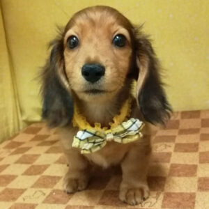 Alternative view of カニーンヘン・ダックスフンド(ロングヘアード)