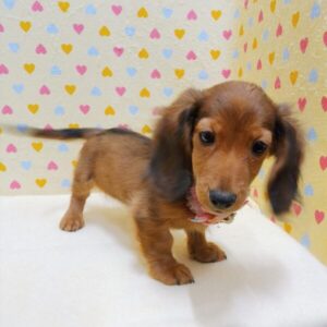 Alternative view of カニーンヘン・ダックスフンド(ロングヘアード)