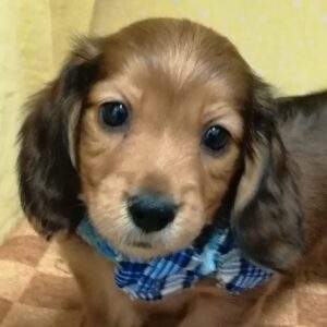 カニーンヘン・ダックスフンド(ロングヘアード)