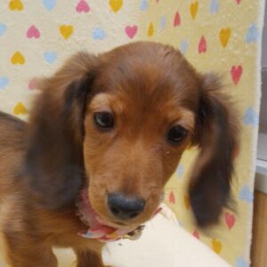 カニーンヘン・ダックスフンド(ロングヘアード)