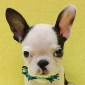 ボストン・テリア