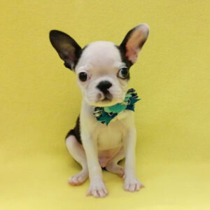 Alternative view of ボストン・テリア