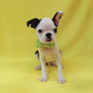 Alternative view of ボストン・テリア