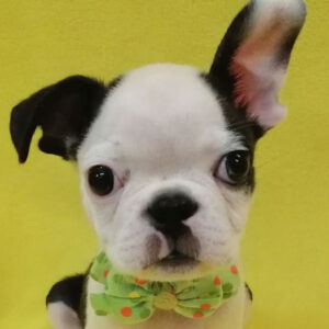 ボストン・テリア