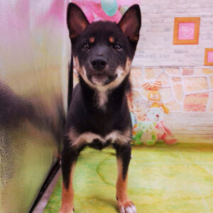 Alternative view of 柴