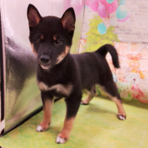 Alternative view of 柴