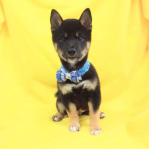 Alternative view of 柴