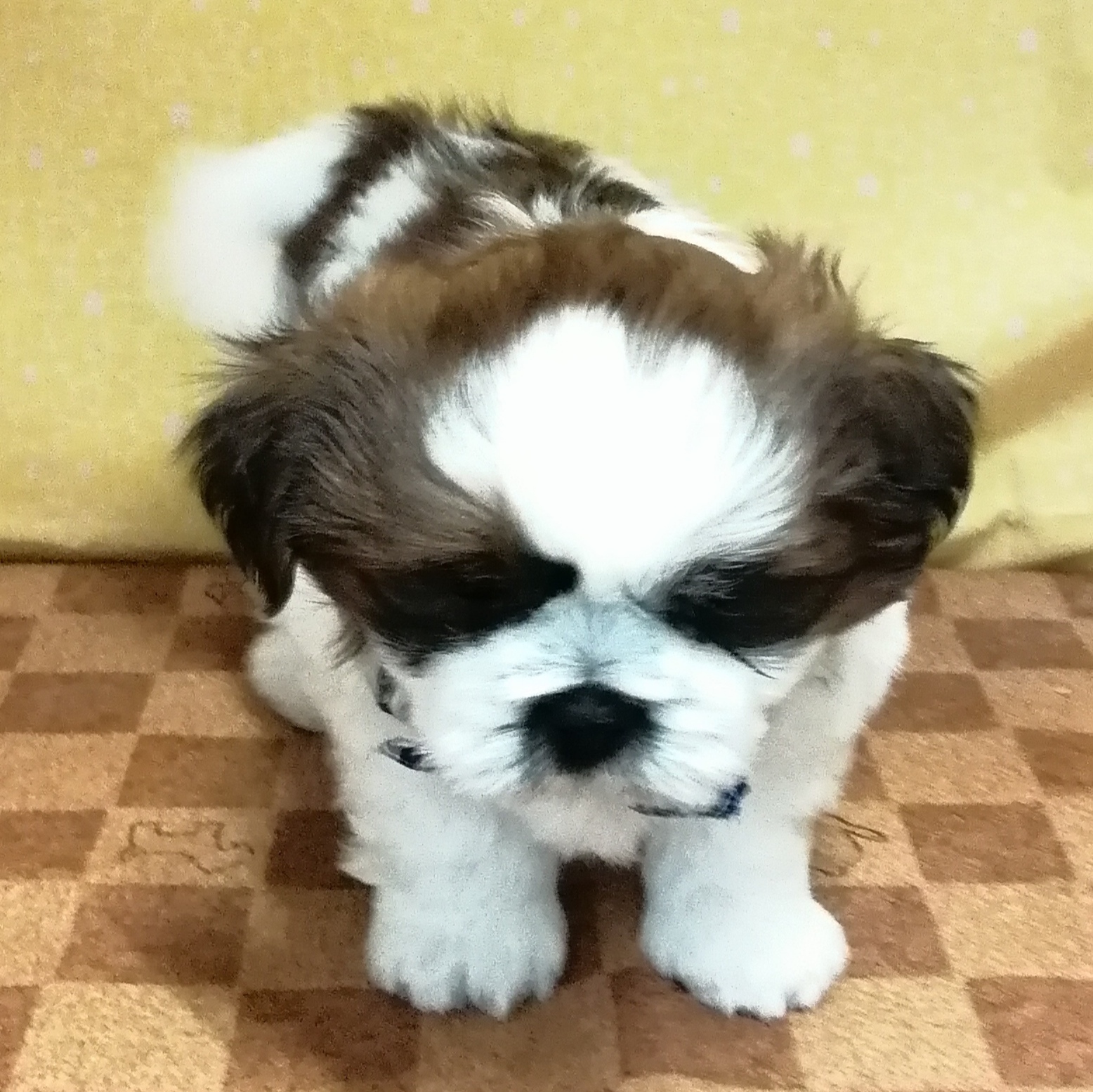 シー・ズー - 画像 (2)