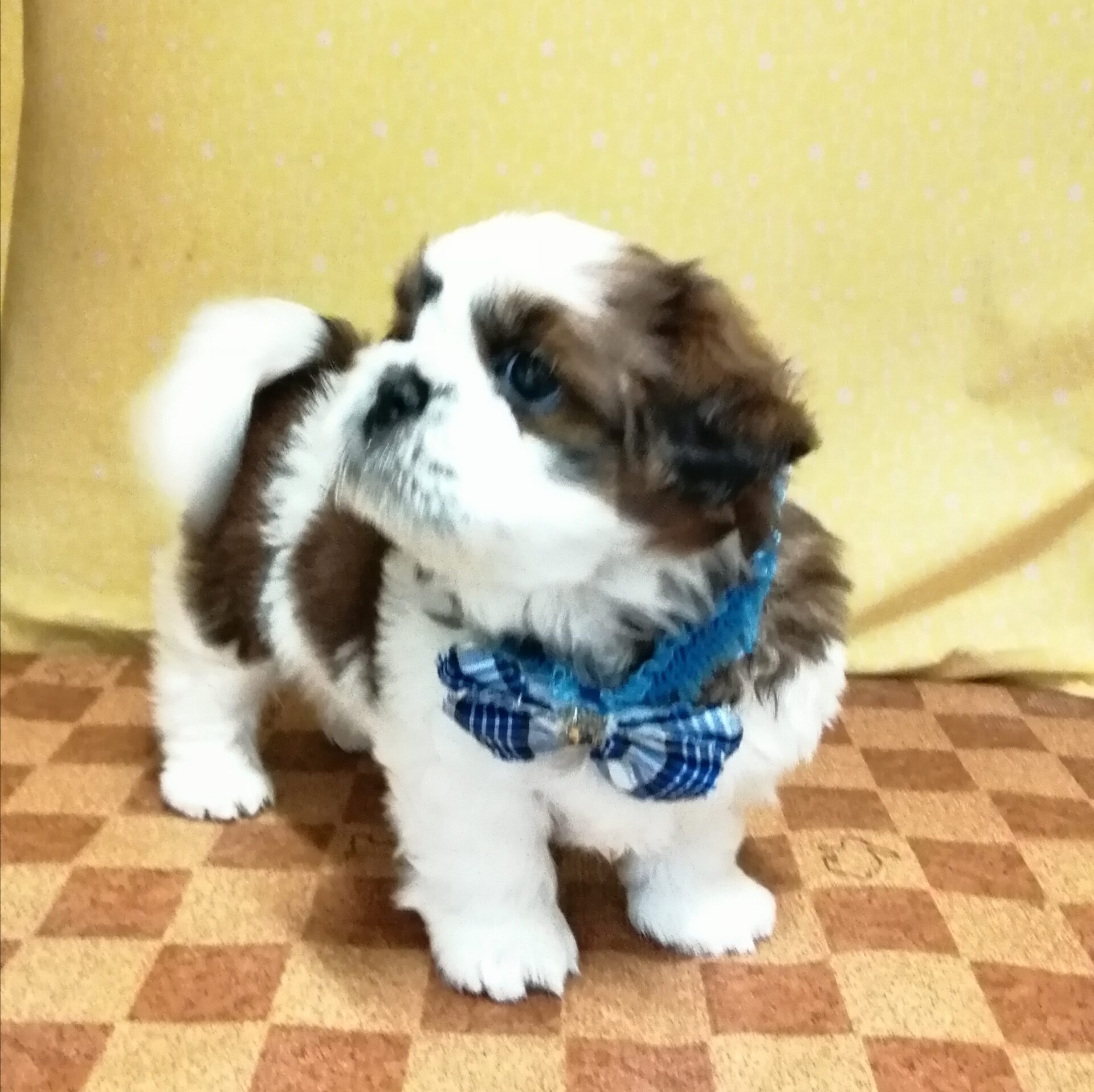 シー・ズー - 画像 (4)