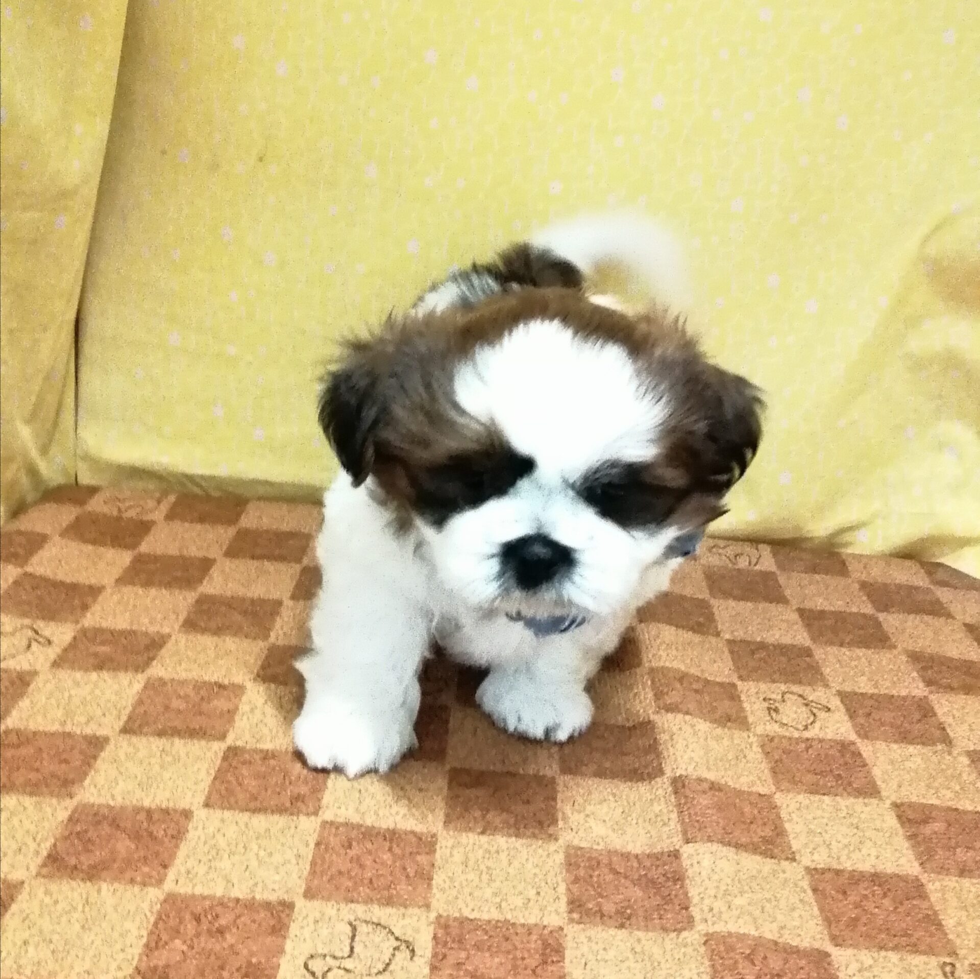 シー・ズー - 画像 (5)