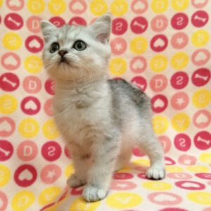 Alternative view of ミヌエット