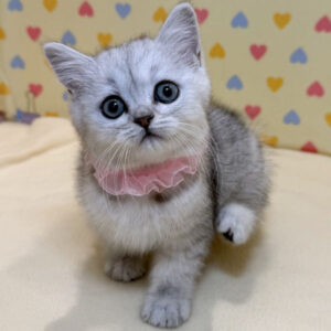 Alternative view of ミヌエット