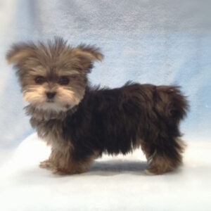 Alternative view of ミックス犬