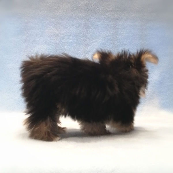 ミックス犬 - 画像 (3)