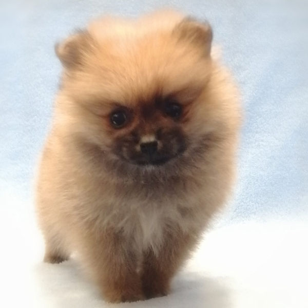 ポメラニアン - 画像 (2)