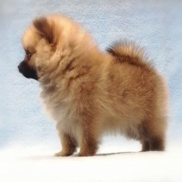 ポメラニアン - 画像 (3)