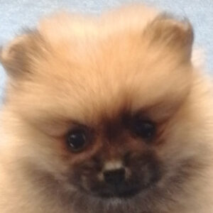 ポメラニアン