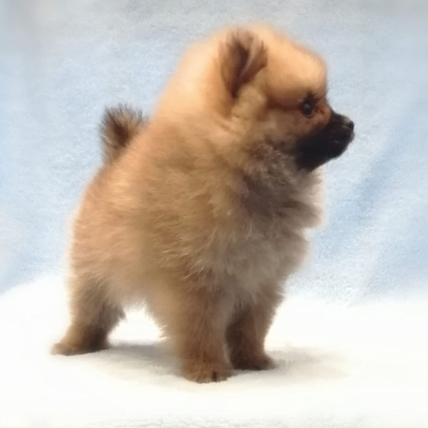 ポメラニアン - 画像 (4)
