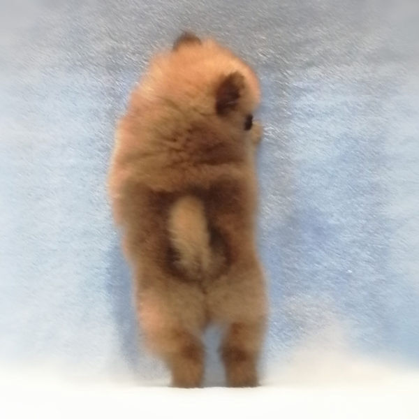 ポメラニアン - 画像 (5)