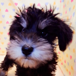 ミニチュア・シュナウザー