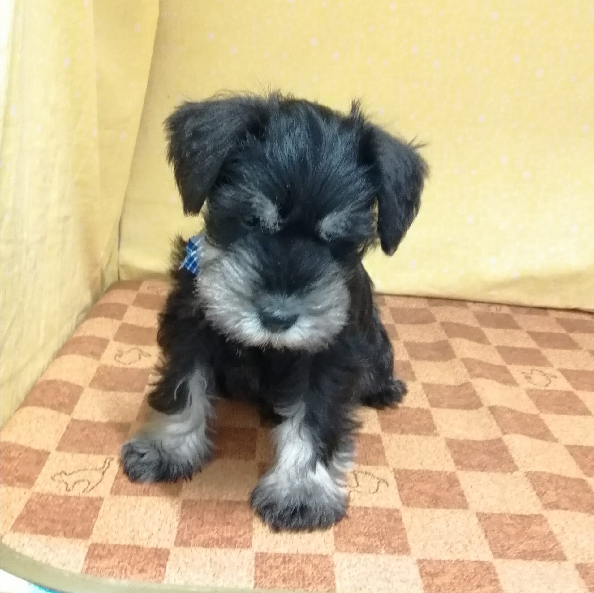 ミニチュア・シュナウザー - 画像 (2)