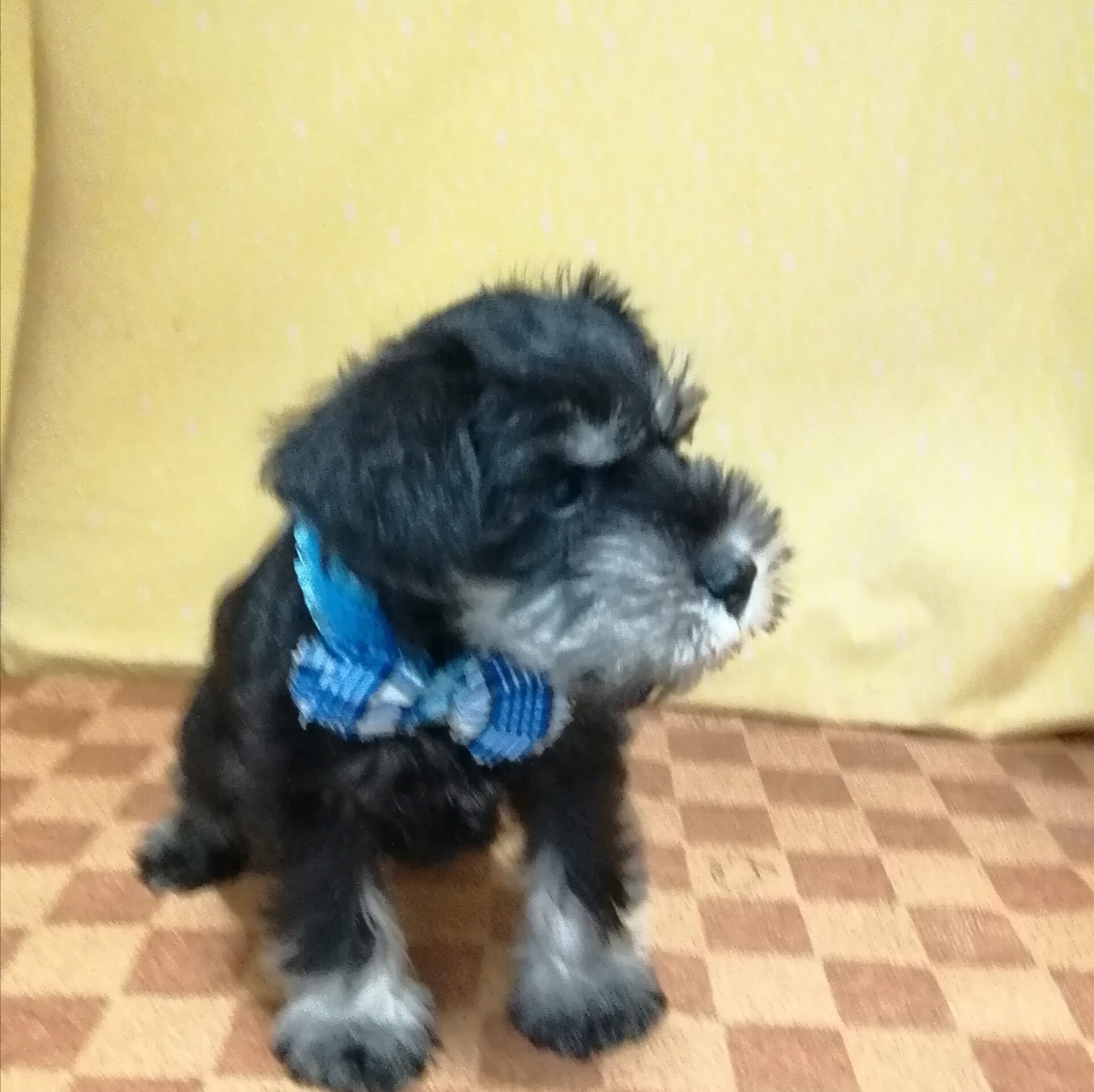 ミニチュア・シュナウザー - 画像 (3)