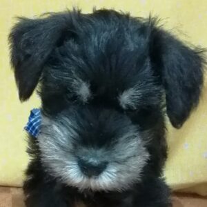 ミニチュア・シュナウザー