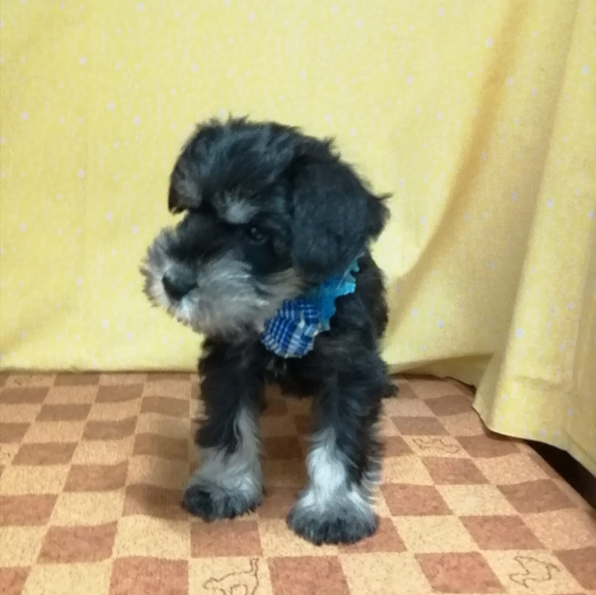 ミニチュア・シュナウザー - 画像 (4)