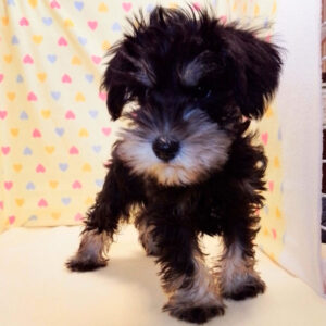 Alternative view of ミニチュア・シュナウザー