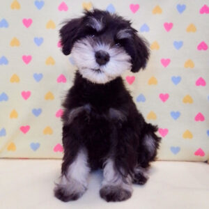 Alternative view of ミニチュア・シュナウザー