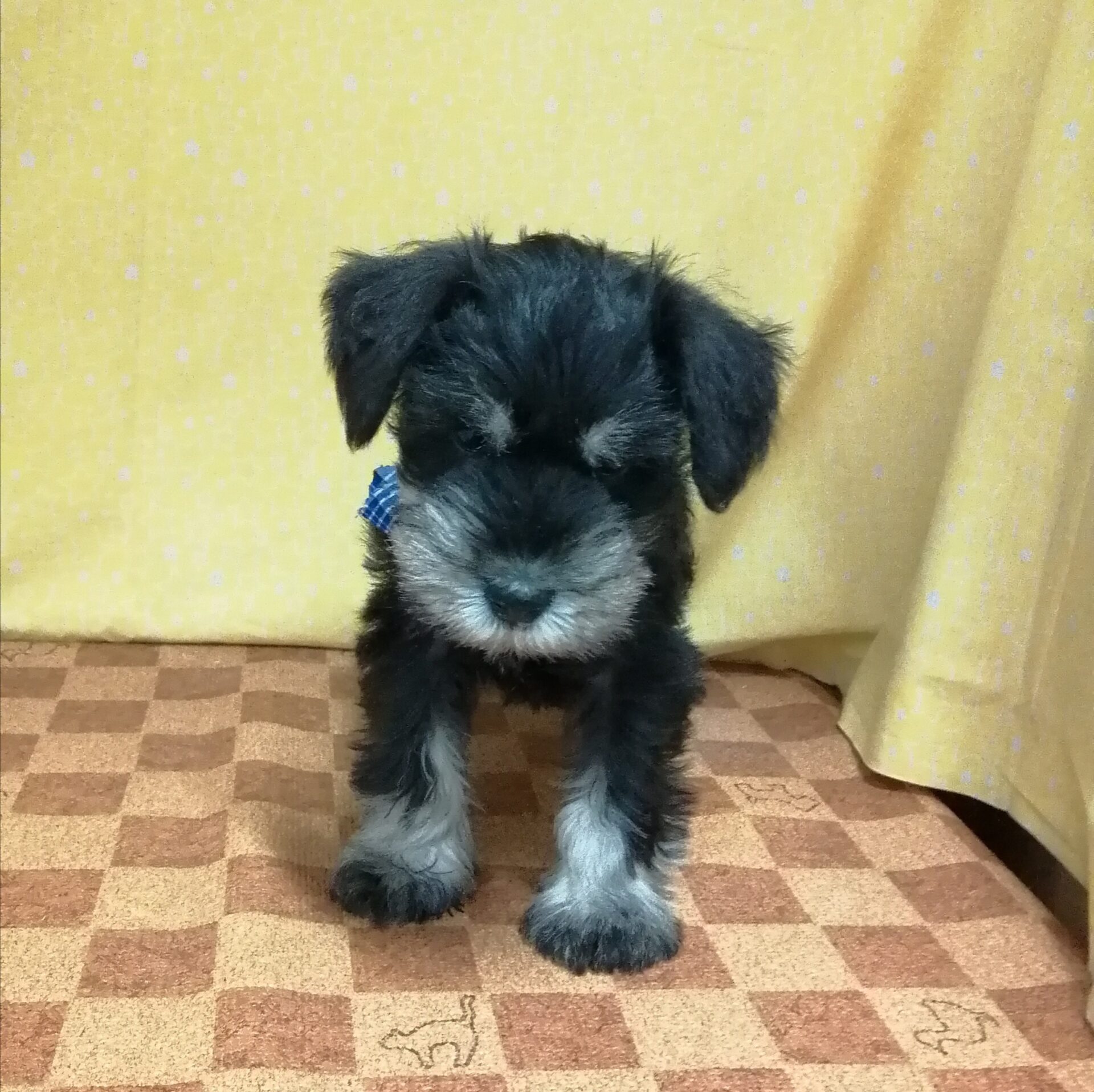 ミニチュア・シュナウザー - 画像 (5)