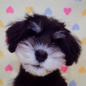 ミニチュア・シュナウザー