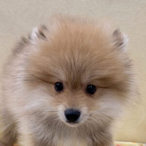 ポメラニアン