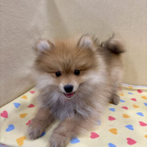 Alternative view of ポメラニアン