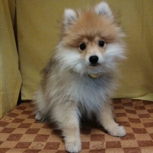 Alternative view of ポメラニアン