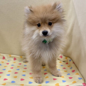 Alternative view of ポメラニアン