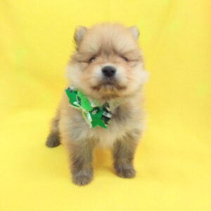 Alternative view of ポメラニアン