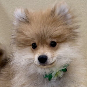 ポメラニアン