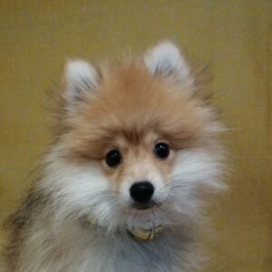 ポメラニアン