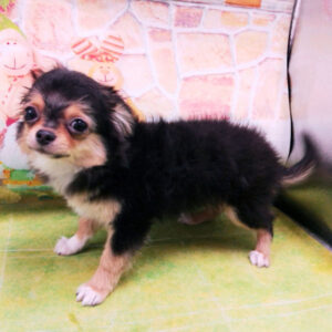 Alternative view of チワワ (ロングコート)