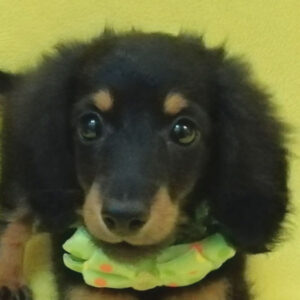 ミニチュア・ダックスフンド(ロングヘアード)