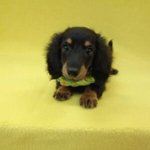 Alternative view of ミニチュア・ダックスフンド(ロングヘアード)