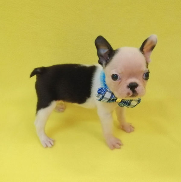 ボストン・テリア - 画像 (4)