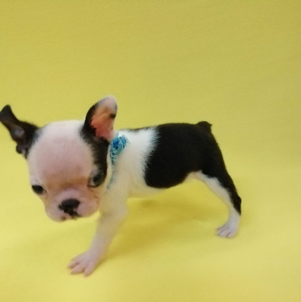 ボストン・テリア - 画像 (5)